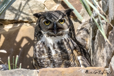 Athena Great Horned Owl 2025